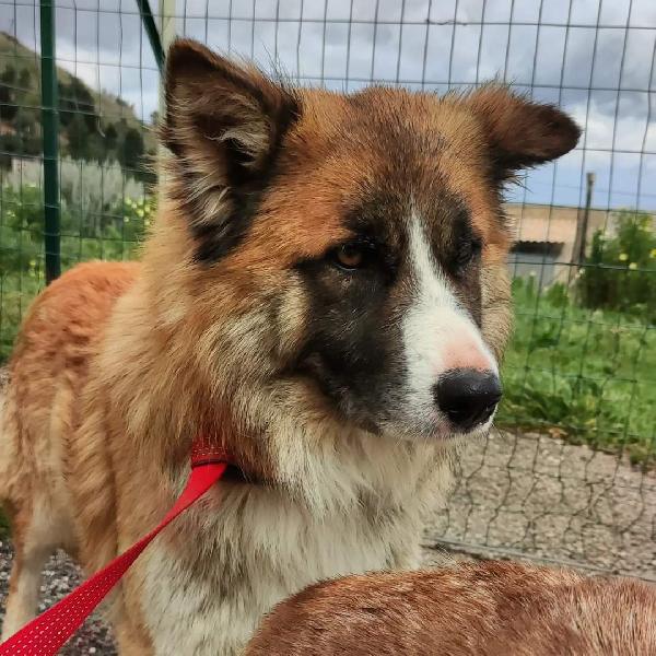 Cucciolotto In Cerca Di Adozione ❤️