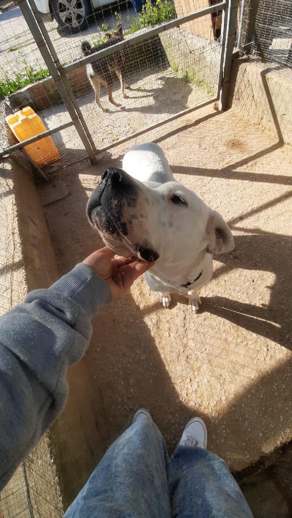 Candida Giovane Dogo Argentino