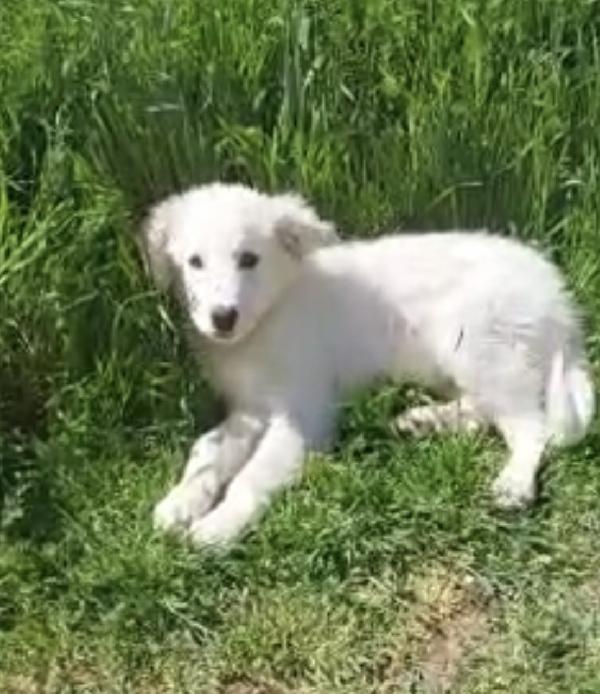 IL DOLCISSIMO ROMEO Foto 2