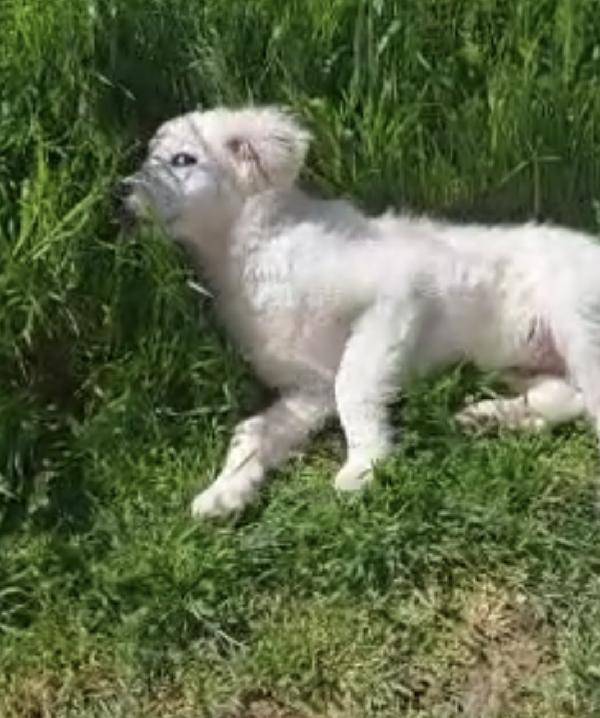 IL DOLCISSIMO ROMEO Foto 3