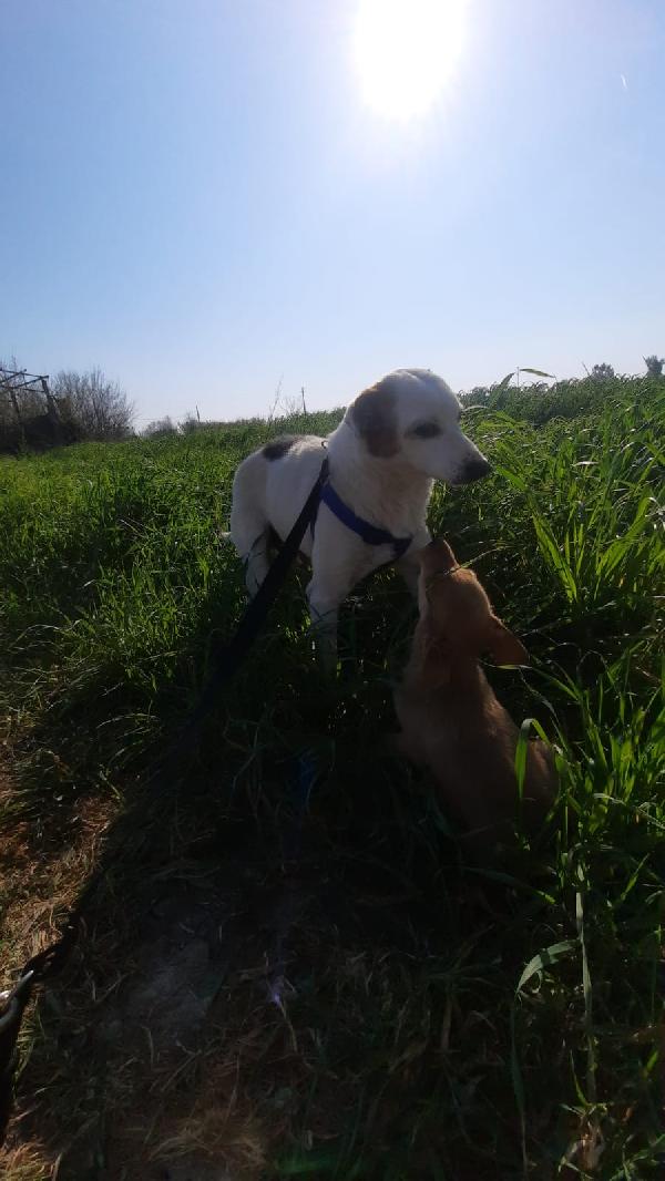 GERRY SPLENDIDO CAGNOLINO TAGLIA MEDIA Foto 4