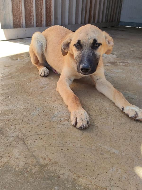 Goku Cucciolo 5 Mesi Taglia Grande