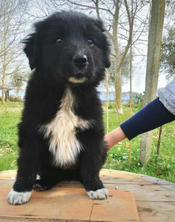 Lady Cucciola 4 Mesi Taglia Medio Abbondante