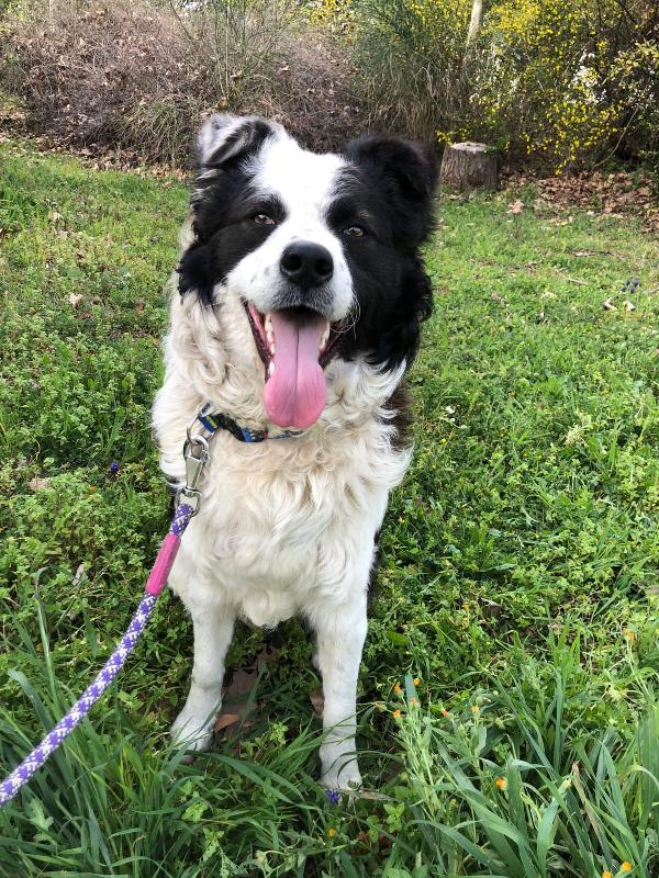 One Giovane Simil Border Collie