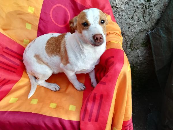 Stevan E Sebastian Cuccioli Taglia Medio Piccola