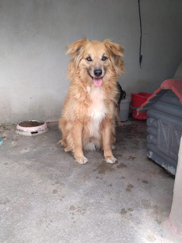 Giove - Simil Golden Retriver Di 10 Anni