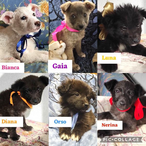 Cuccioli Taglia Media 2 Mesi E Mezzo