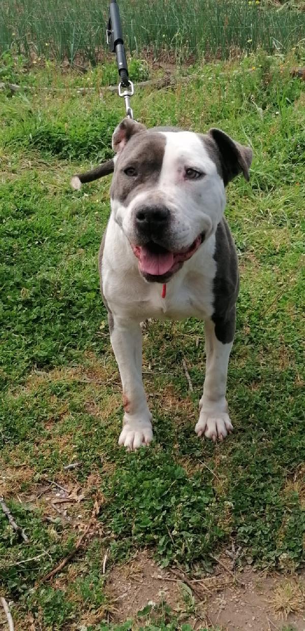 Sky Femmina Simil Amstaff