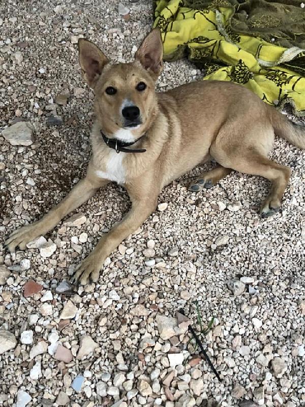 Sherley,Piccola E Giocherellona - 15Kg 1 Anno