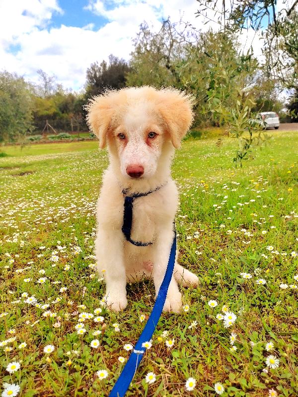 Ciuffo, Cucciolo Di Taglia Media, In Toscana