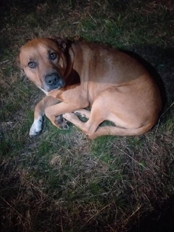 Boris,Una Meraviglia In Canile - 5 Anni 23Kg