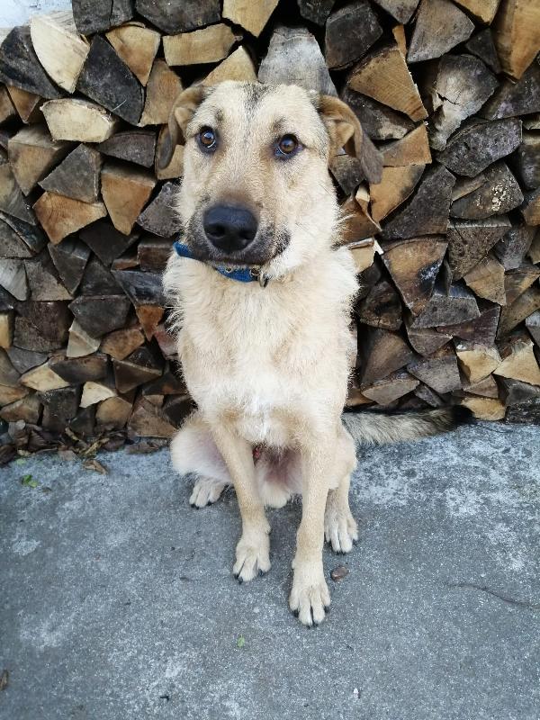 Bilbo, Un Gentleman Simil Pastore Di Un Anno