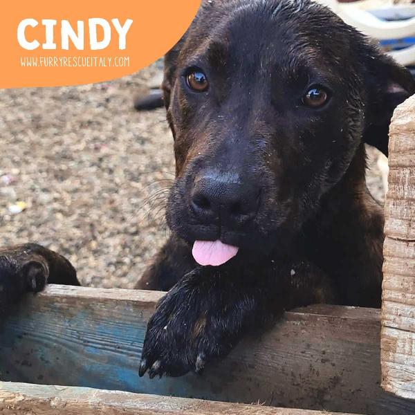 Cindy, Cucciola Simil Pastore