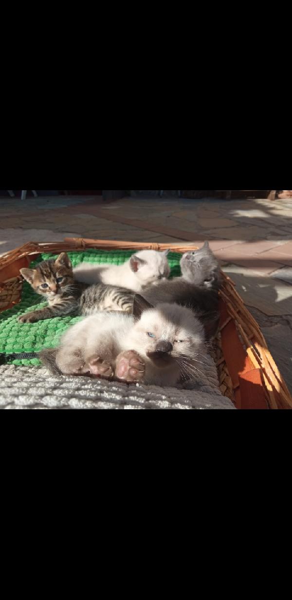 Regaliamo 4 Simpaticissimi E Affettuosissimi Gattini