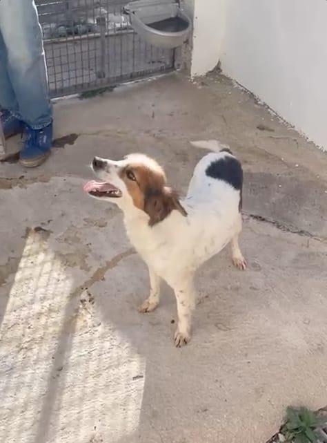 URGENTE!!! FRIDA MERAVIGLIOSA CAGNOLINA TAGLIA PICCOLA  Foto 2