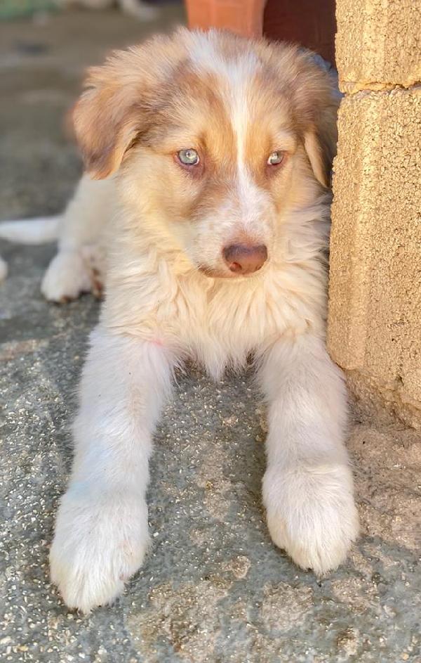Cuccioli Taglia Media In Cerca Di Casa 