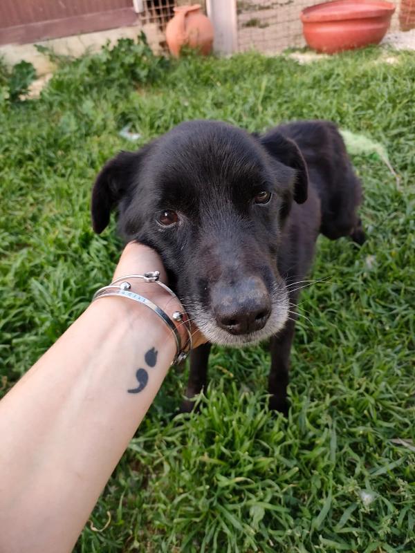 Nerone Taglia Piccola Adozione Del Cuore