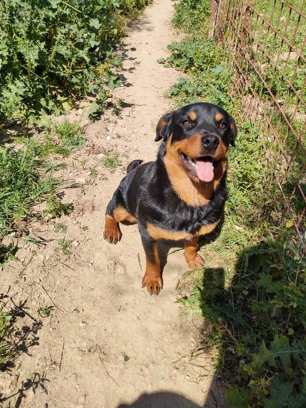 Slinky Cucciola Simil Rottweiler