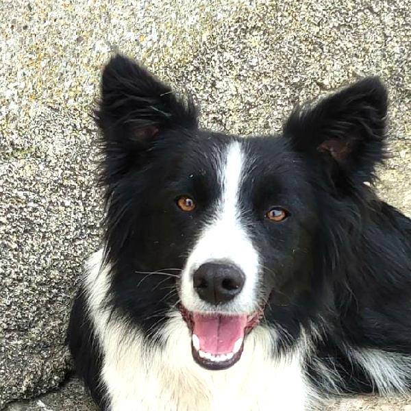 Simil Border Collie In Adozione ❤️