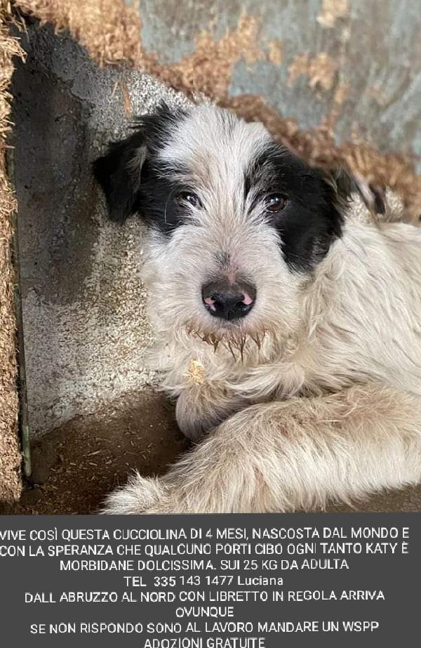 Katy, 25Kg Da Adulta!