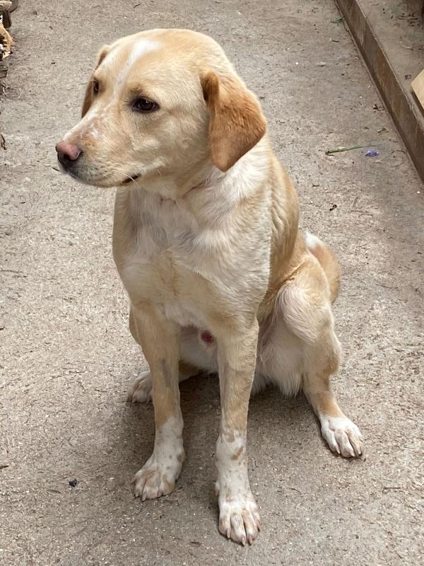 Miele Simil Labrador 1 Anno