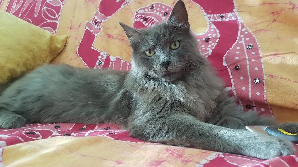 Il Dolcissimo Piuma Cerca Una Nuova Famiglia