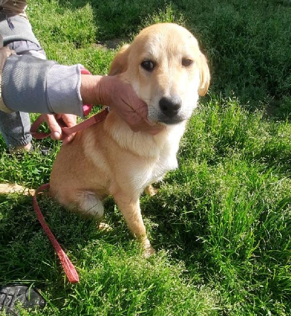 Antimo Cucciolo Taglia Medio Piccola