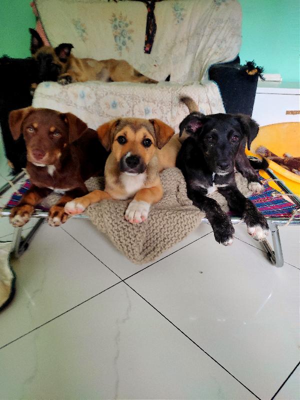 Cucciole Di Taglia Media, 3 Mesi, Cercano Casa