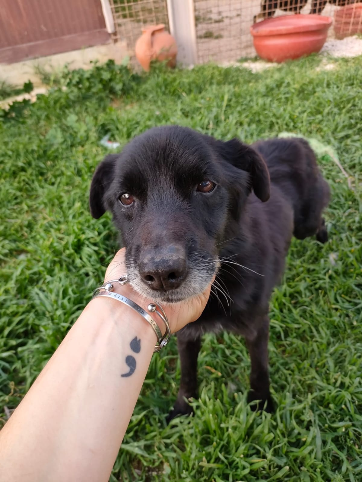 cani taglia piccola in regalo alessandria