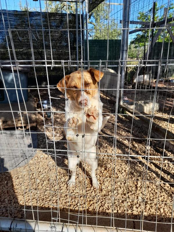 Adrienne Bellissima Cucciola Simil Jack Russell