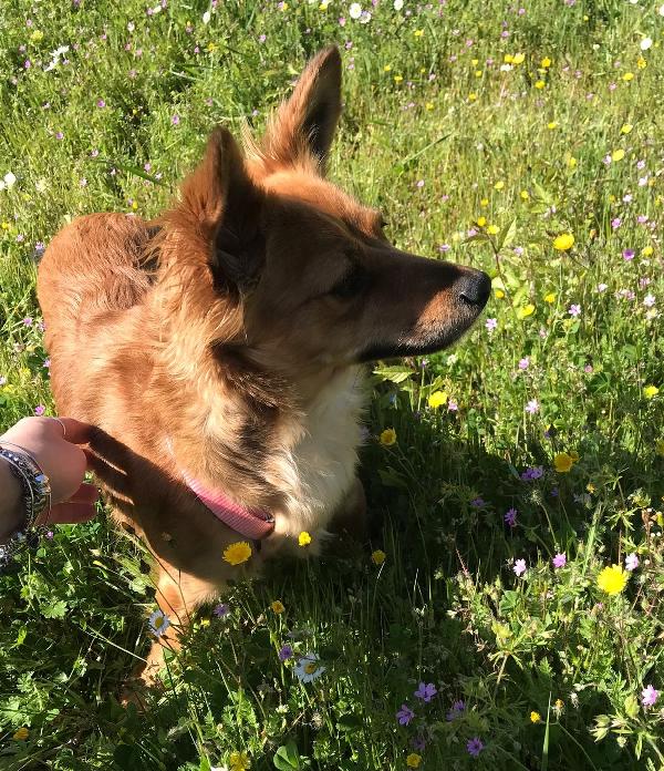 Bimba, Splendida Cucciola Simil Volpino Di 7 Mesi