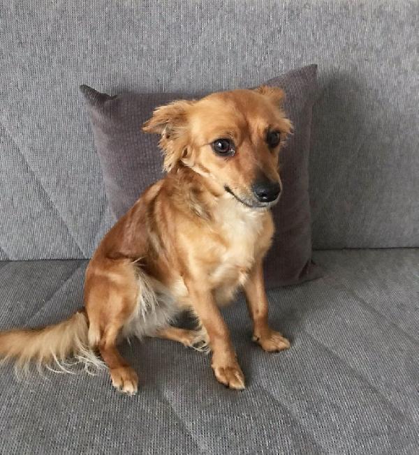 Bimba Cucciola Simil Volpino Taglia Piccola