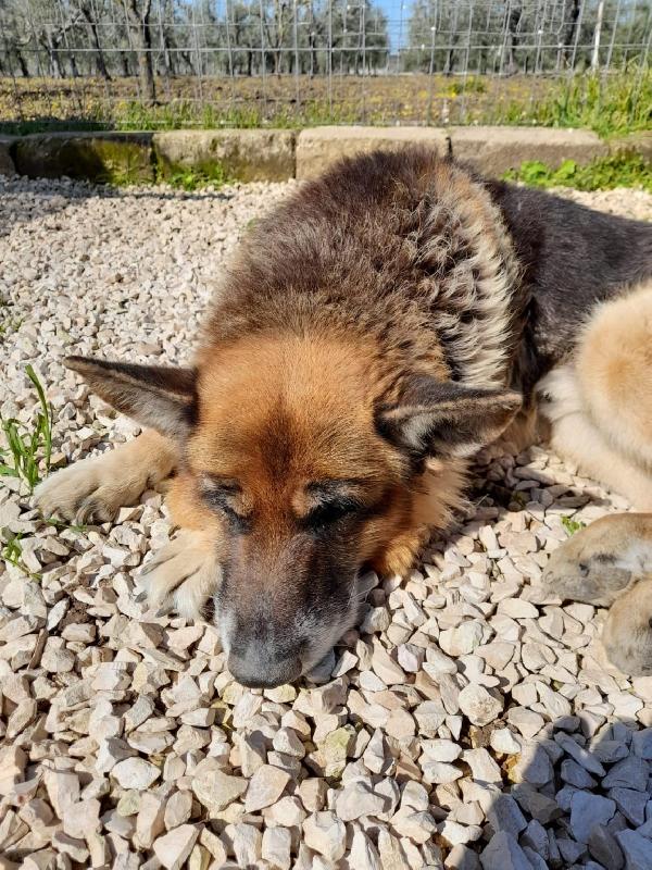 Rex Pastore Tedesco Adozione Del Cuore ❤️