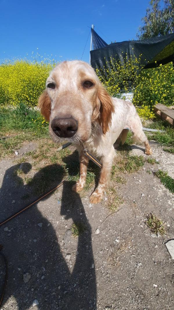 Mistral Giovane Simil Setter