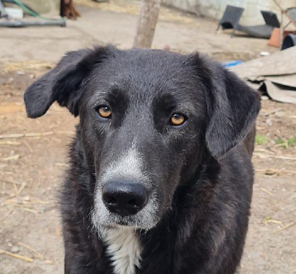 Nera 1 Anno Simil Pastore Belga