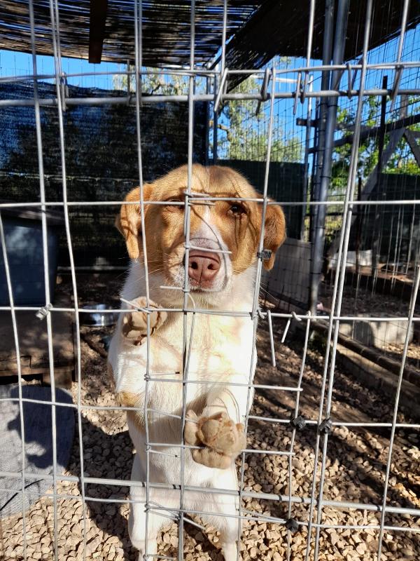 Adrienne Simil Jack Russell Taglia Piccola