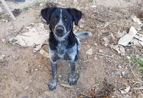 Bacco Cucciolo Simil Segugio