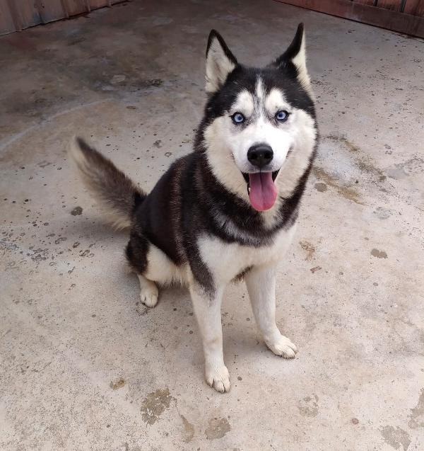 Haron E Hachiko Giovani Siberian Husky