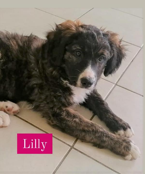 Lilly E Tommy Cuccioli Simil Pastore