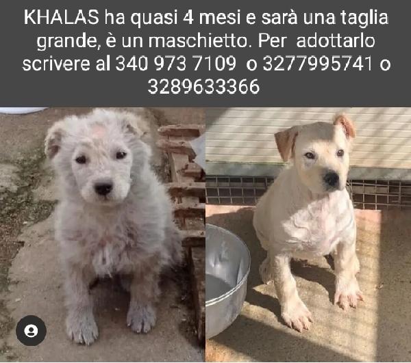 Khalas, Taglia Grande!