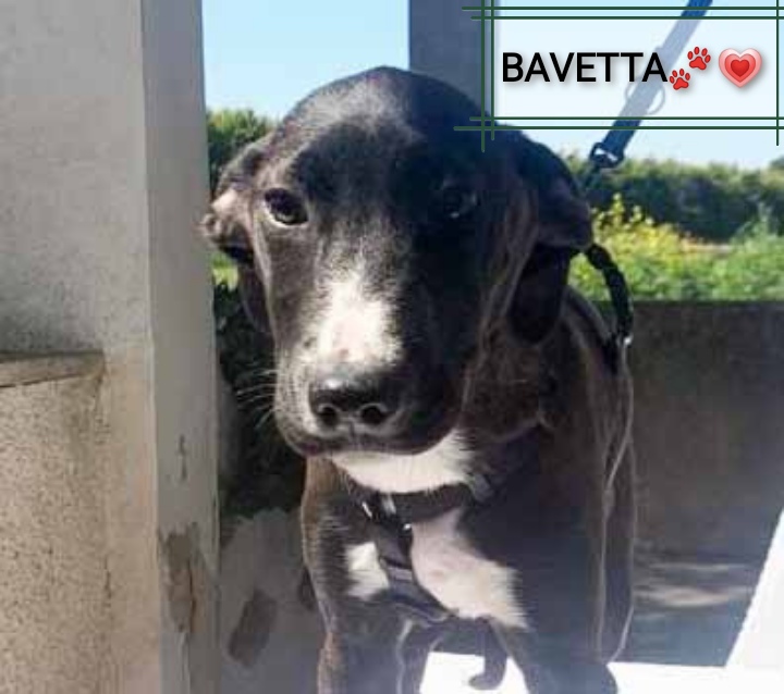L'ultima Della Cucciolata Ad Non Avere Una Casa Adotta Bavetta. cane a