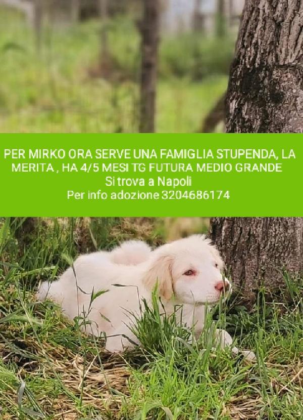 Mirko,Taglia Medio Grande!