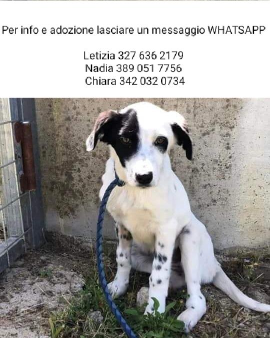 Vanessa, Taglia Media!