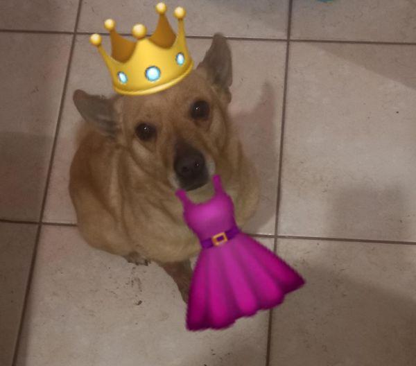 Molly, Pinscherina Coccolina 7Kg 4/5Anni