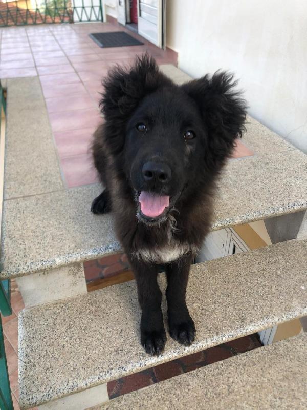 Asia Cucciola Simil Pastore