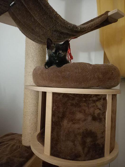 Alice, Una Meraviglia Unica- 50 Gg