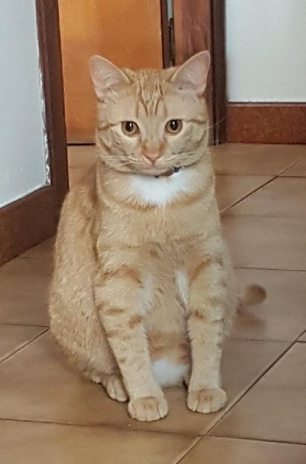 Il Dolcissimo Astro Cerca Una Nuova Casa