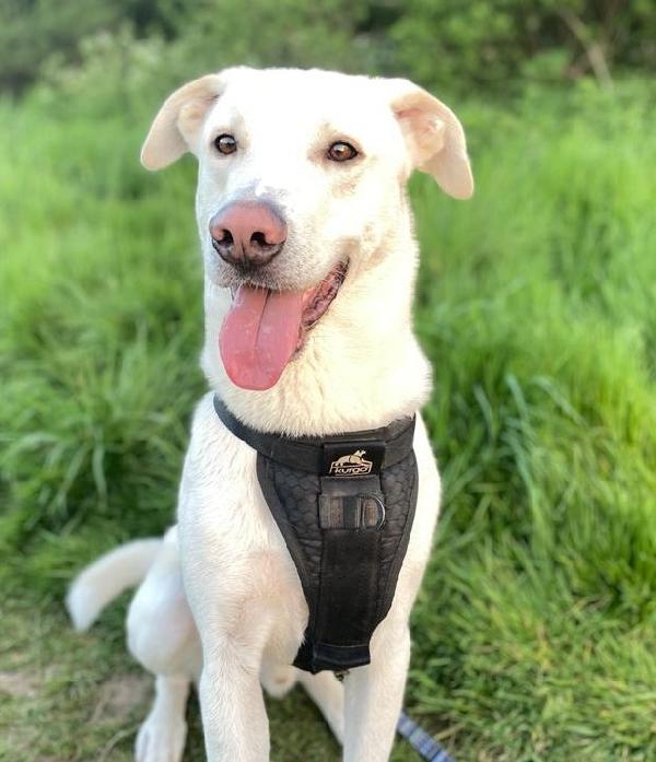 Dino Giovane Simil Labrador