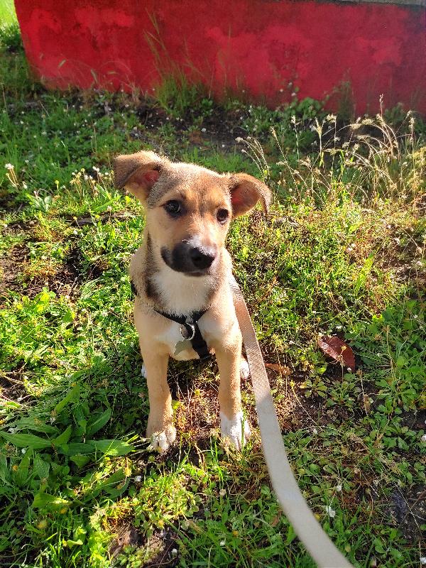 Amelie, Cucciola A Siena