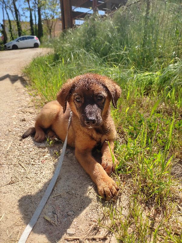 Biagio, 3 Mesi E Mezzo A Siena